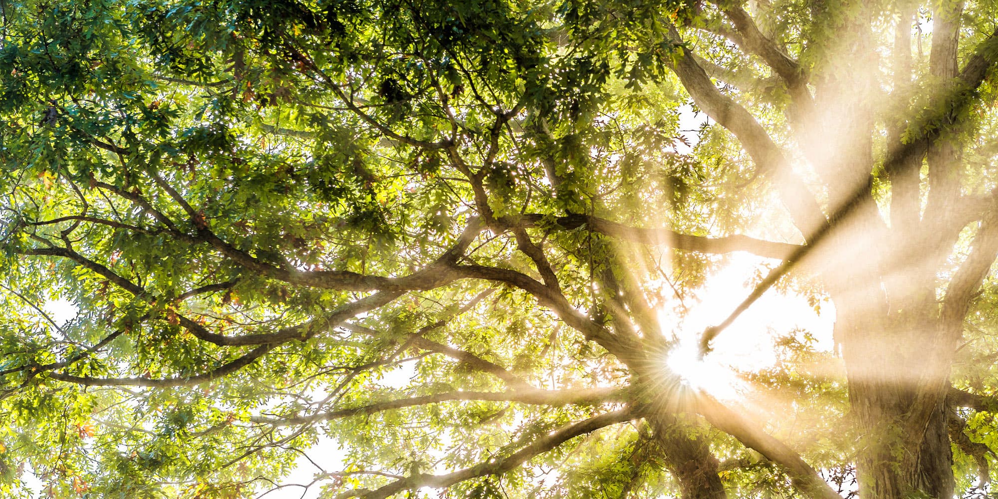09-Tandem-zonnecellen_1 Sunlight shining through the branches and leaves of a large tree