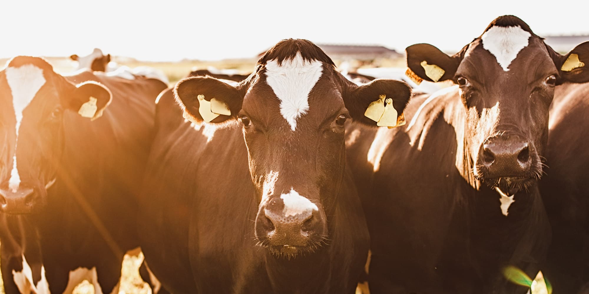 3.-IoT-in-andere-sectoren_1 Close-up of black-and-white cows standing in a sunlit field