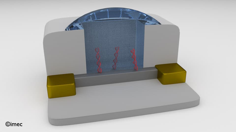 bioFET%20cavity 3D cross-section of a finFET biosensor with red DNA strands and gold contacts