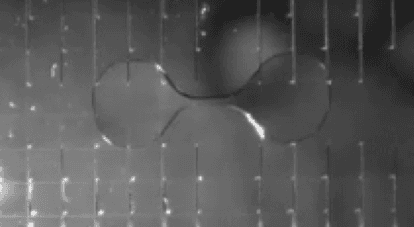 Droplet%20splitting A PBS droplet splitting into two daughter droplets on a microfluidic chip