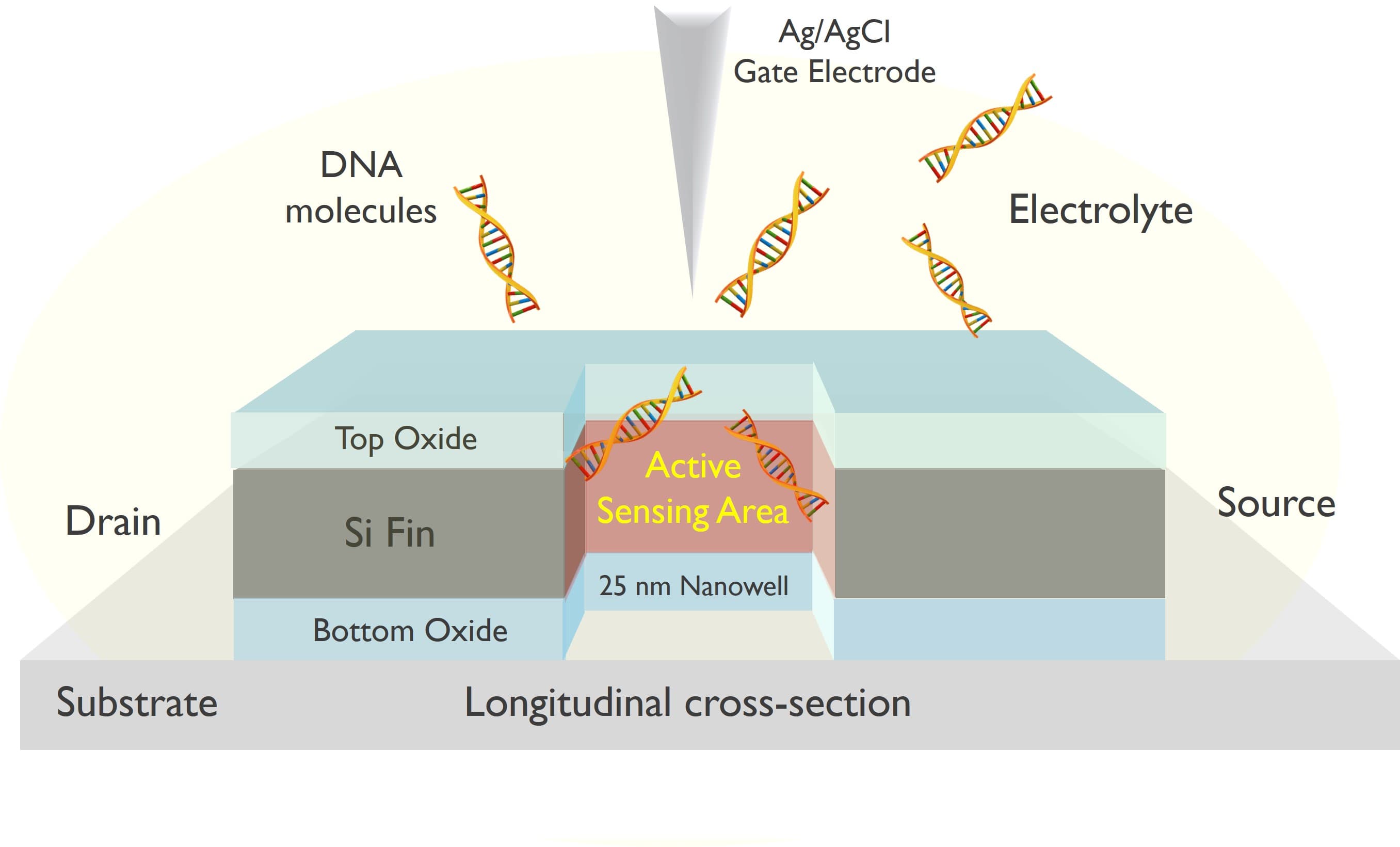 Fig.1%20Schematic%20of%20nanowell%20FET Schematic of a nanowell FET cross-section showing DNA molecules above an active sensing area between source and drain.
