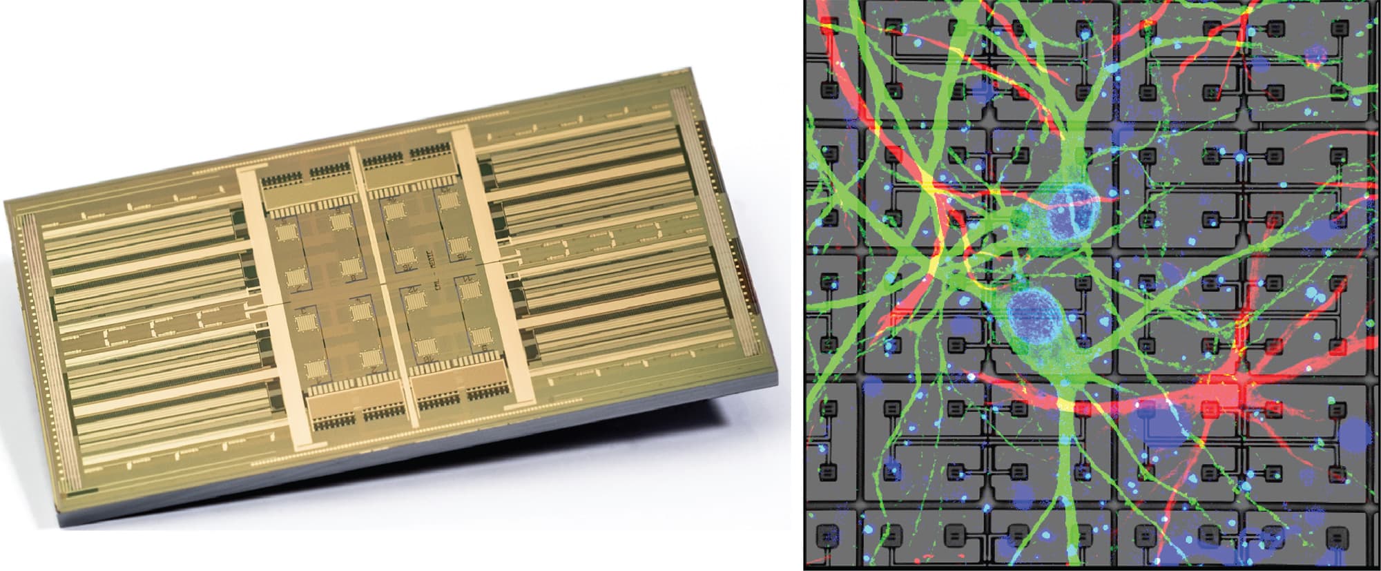 Fig-1-MEA-and-cells imec high-density MEA chip beside neurons grown on the chip, shown with colored neural connections