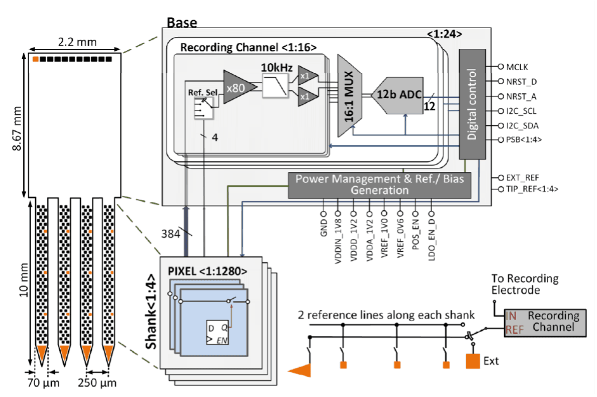 Fig%202%20NP2%20circuit Diagram of the four-shank Neuropixels 2.0 probe showing the base, shanks, and recording channel architecture.