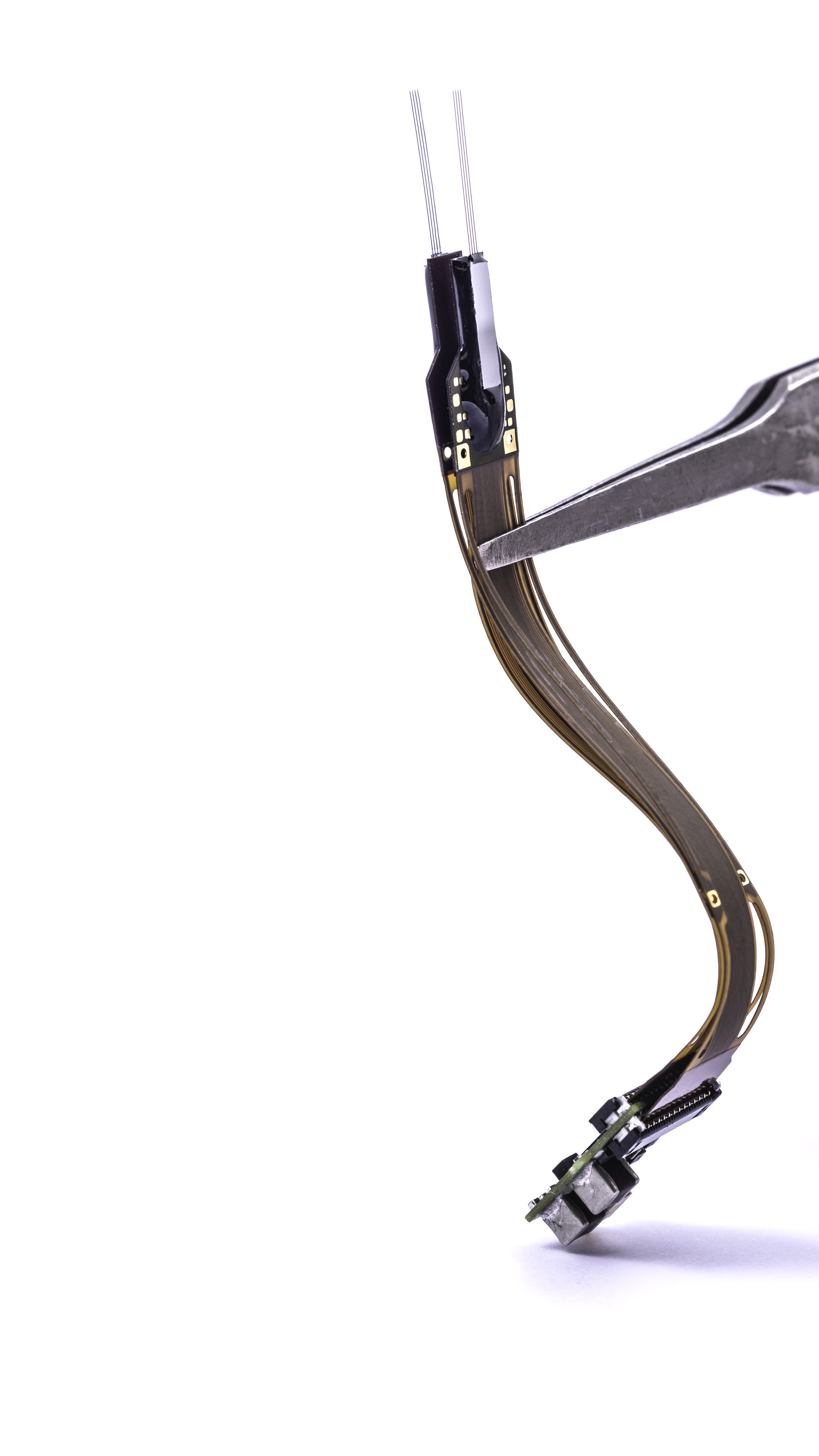 Fig%203%202019_06_neuropixels-2.0-006 Two Neuropixels 2.0 brain probes connected by a flex cable to an interface board, held with tweezers