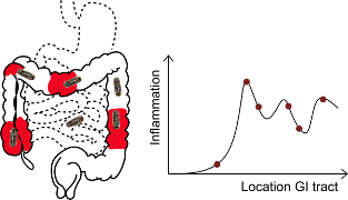 Diagram of ingestible sensor locations in digestive tract Diagram showing an ingestible sensor at several positions in the digestive tract to locate inflammation