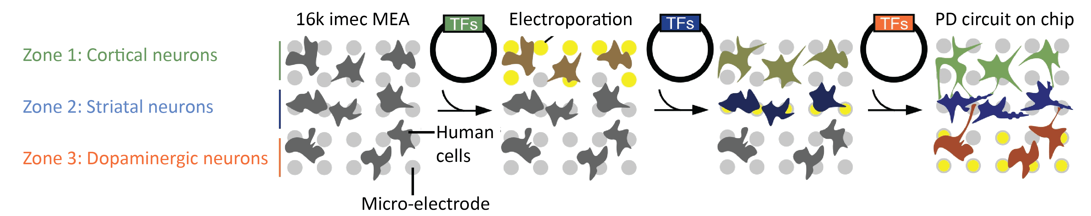 Fig%203%20PD%20on%20chip Diagram of human neurons grown on a high-density MEA, reprogrammed into a Parkinson’s disease circuit on chip.