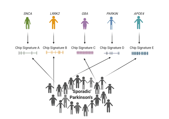 Diagram linking Parkinson's genes to chip signatures Diagram linking Parkinson’s-related genes to distinct chip signatures for stratifying sporadic patients.