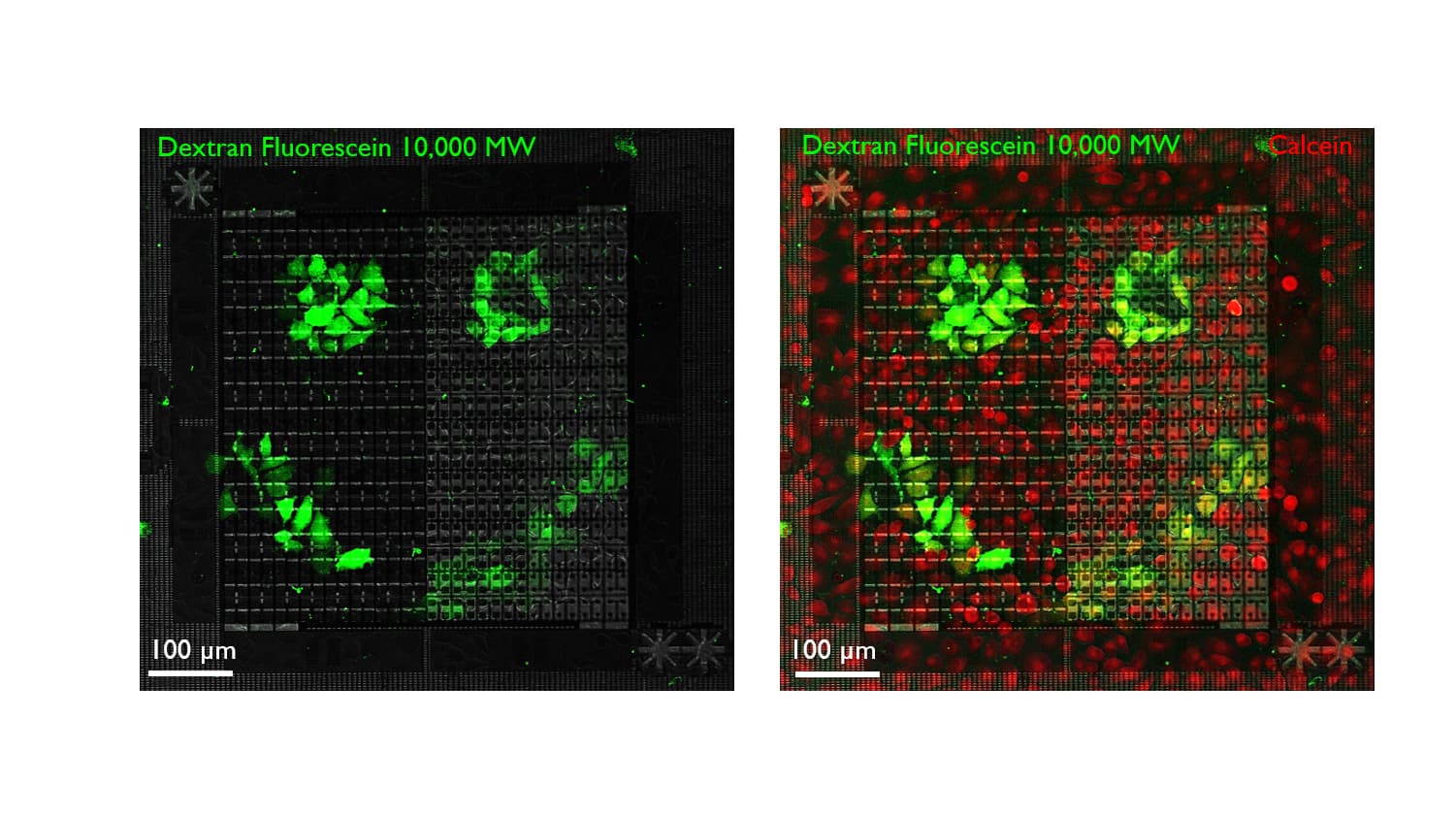 Fig-4-smiley Fluorescent neurons on a high-density MEA chip form a smiley-face pattern, shown in green and red under a microscope.