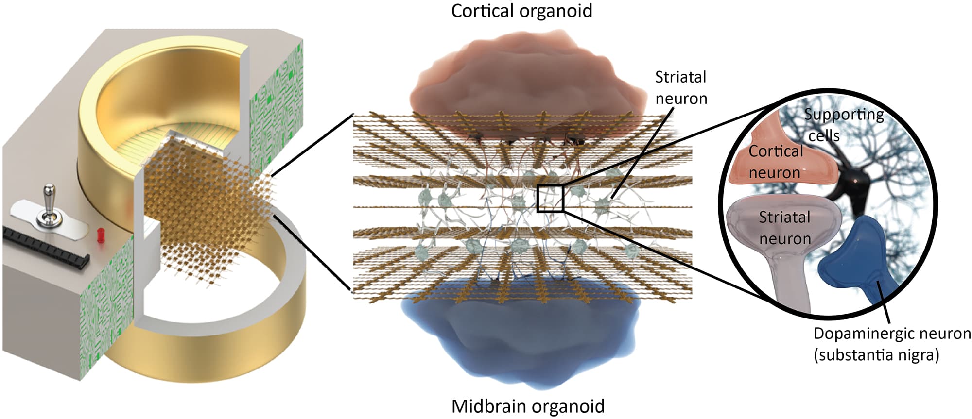 Fig-6-organoid-3D 3D brain organoids connected to a 3D multi-electrode array, with cortical, striatal, and dopaminergic neurons labeled