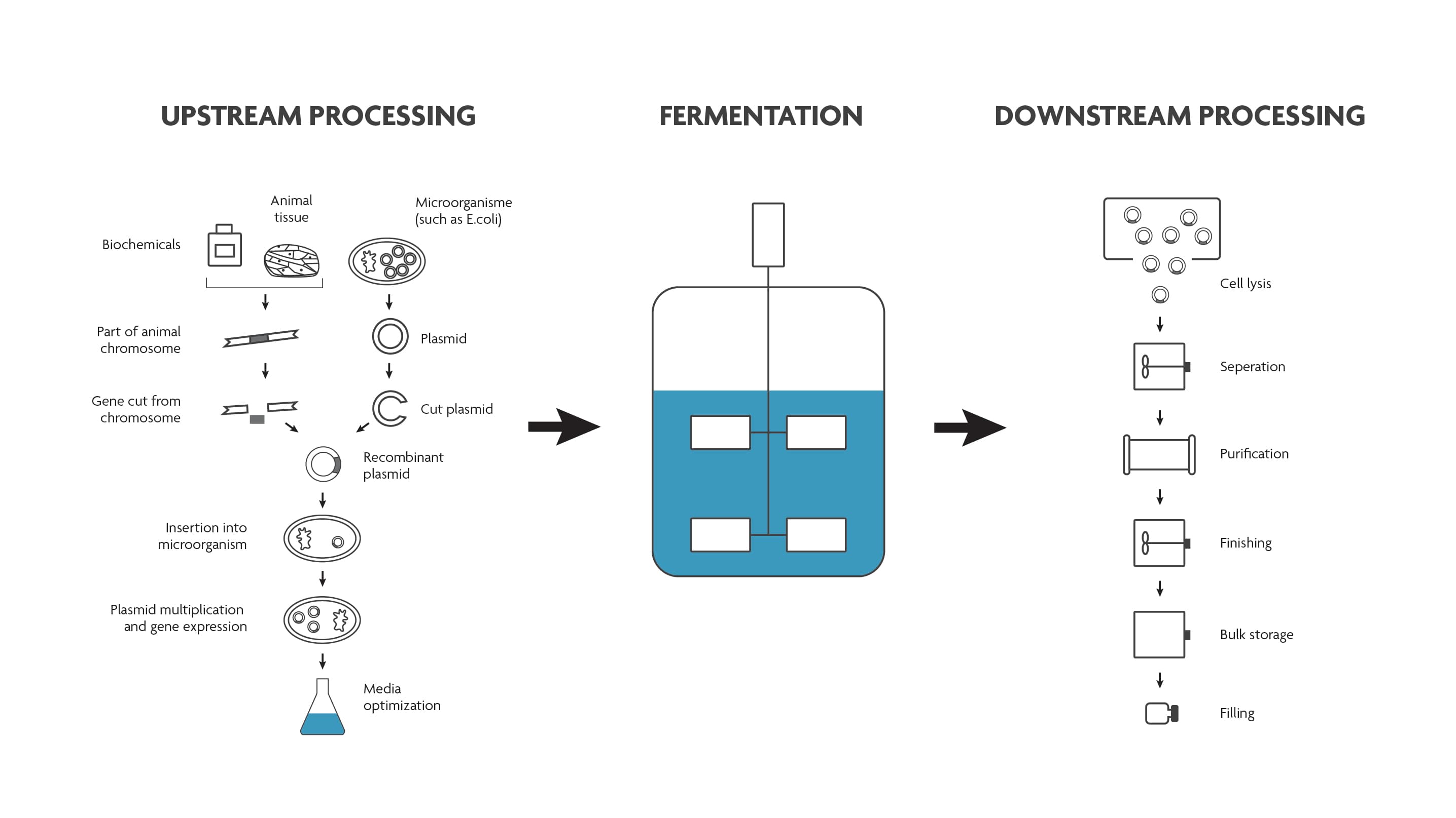 fig1_Figuur_bioprocesflow_0 Diagram of a bioprocess flow from upstream processing through fermentation to downstream processing.
