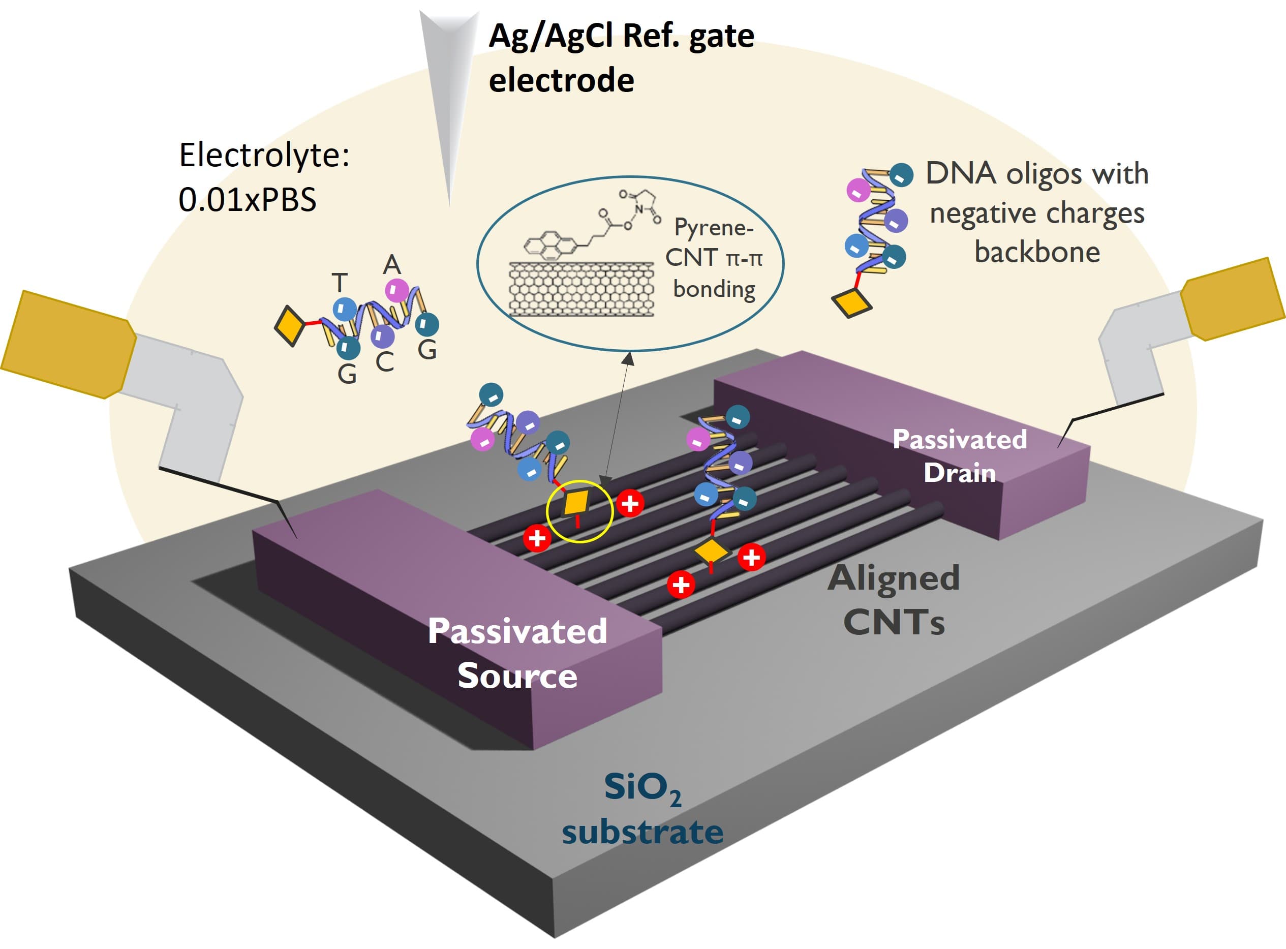 Schematic of aligned carbon nanotube bioFET for DNA sensing Schematic of an aligned carbon nanotube bioFET sensing DNA oligos on a SiO2 substrate.