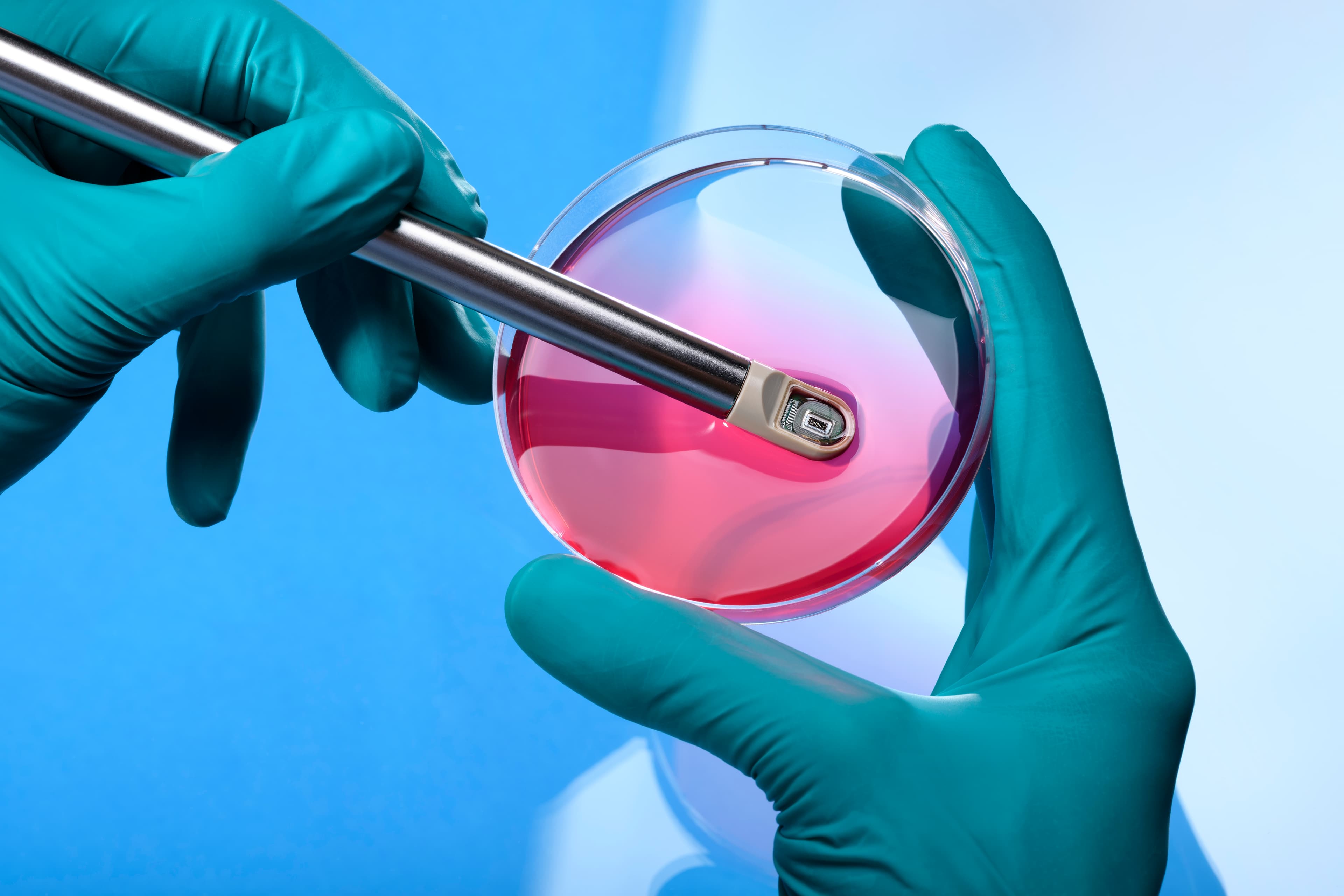 Gloved hands holding sensor probe over petri dish Gloved hands holding a miniature sensor probe above a petri dish with pink liquid