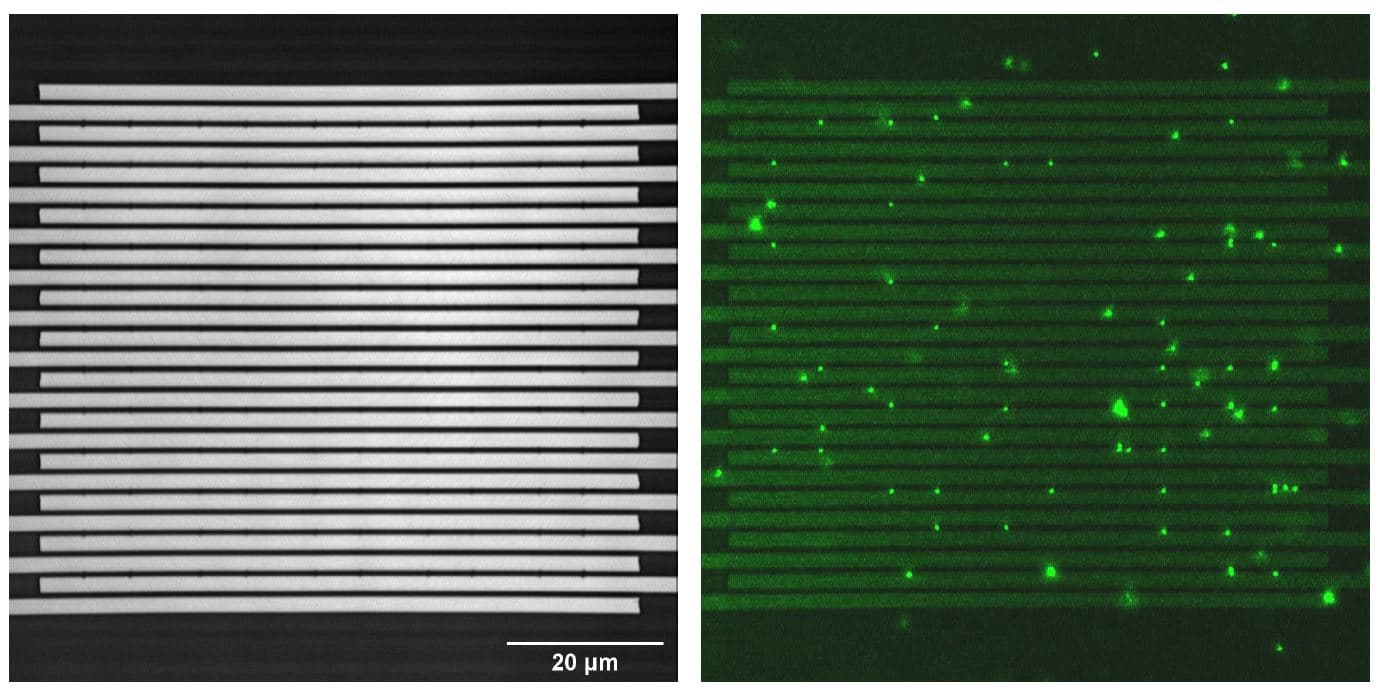 Figuur%204%20-%20Resultaat%20colloidaal%20geheugen%20op%20nanoschaal Fluorescentiemicroscoopbeeld van een testchip met smalle kanalen en gloeiende deeltjes erin