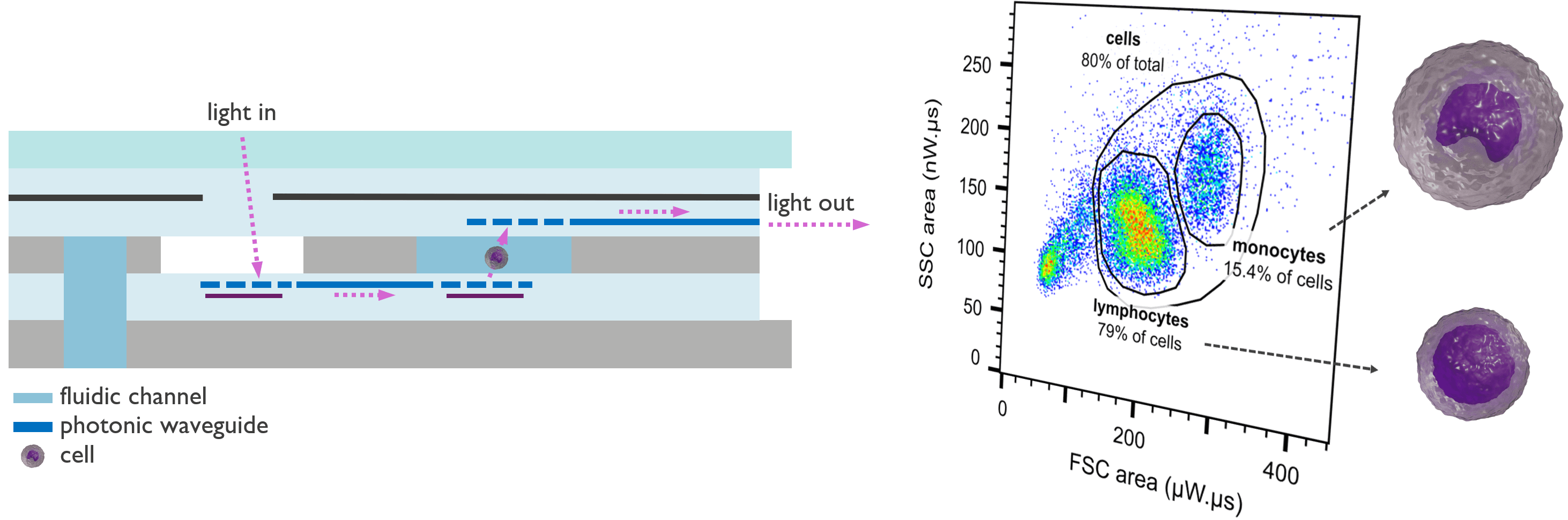 flashcam_PR4 Schematic of an on-chip flow cytometer with cells crossing photonic waveguides, alongside a scatter plot classifying lymphocytes and monocytes.
