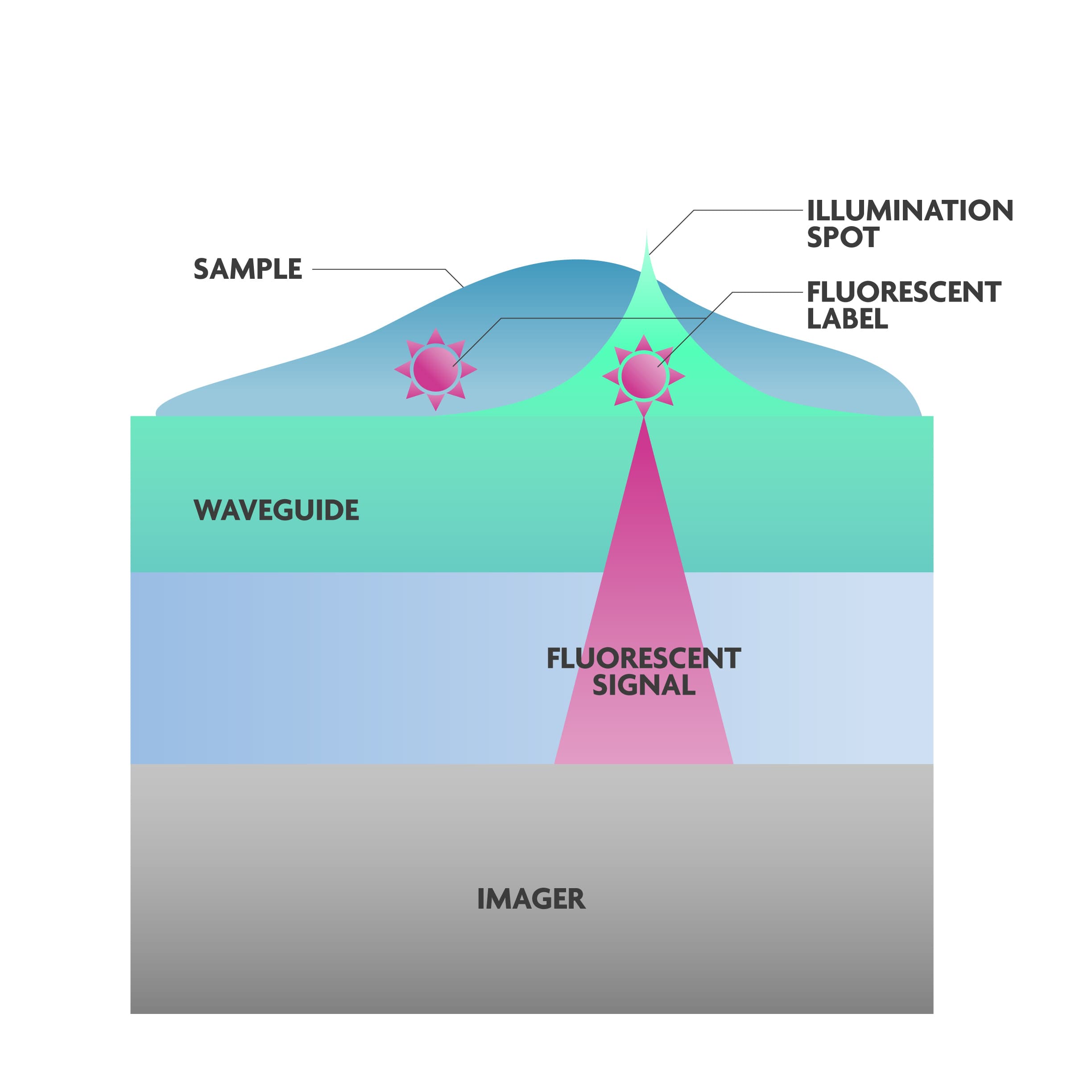 fluo%20microscopy%20concept Diagram of a fluorescence microscope on chip, showing a waveguide, illumination spot, fluorescent label, and imager.