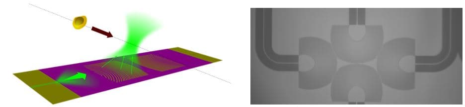 Focusing-grating-couplers_0 Diagram showing light emitted from grating couplers into waveguides to illuminate cells in a microfluidic channel