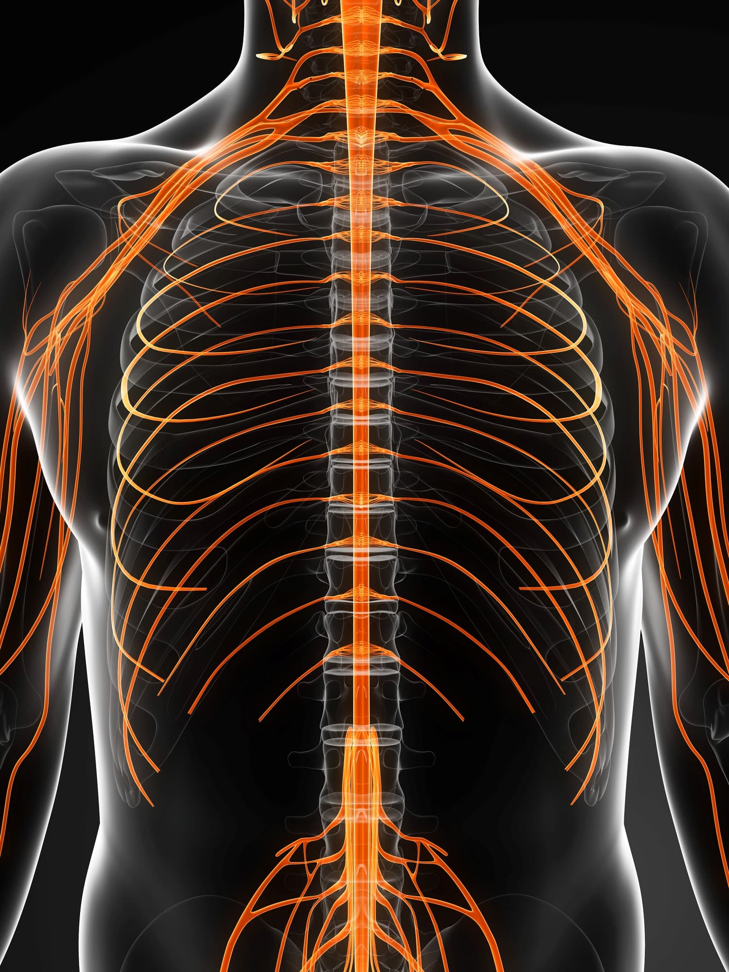 Transparent human torso with highlighted peripheral nervous system Transparent human torso with the peripheral nervous system highlighted in orange, centered on the spine and ribs