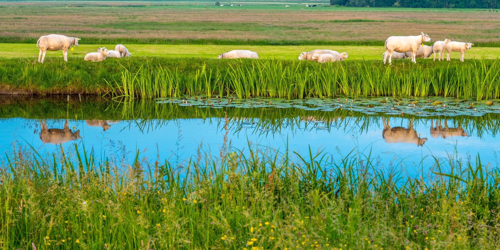 how-nanoelectronics-is-set-to-change-your-water-quality-monitoring-system Sheep grazing beside a pond with reeds and reflected in the water