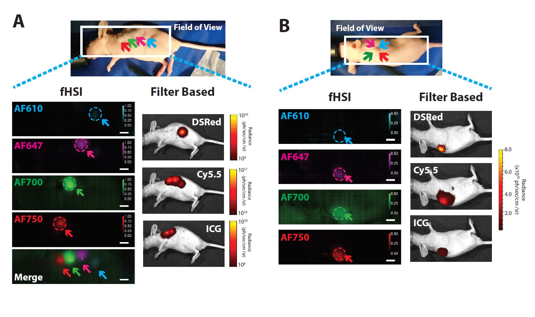 hyperspectral_imaging_fluorescence_of_cancer_cells_1 Fluorescence hyperspectral imaging panels comparing dye signals in small animal subjects