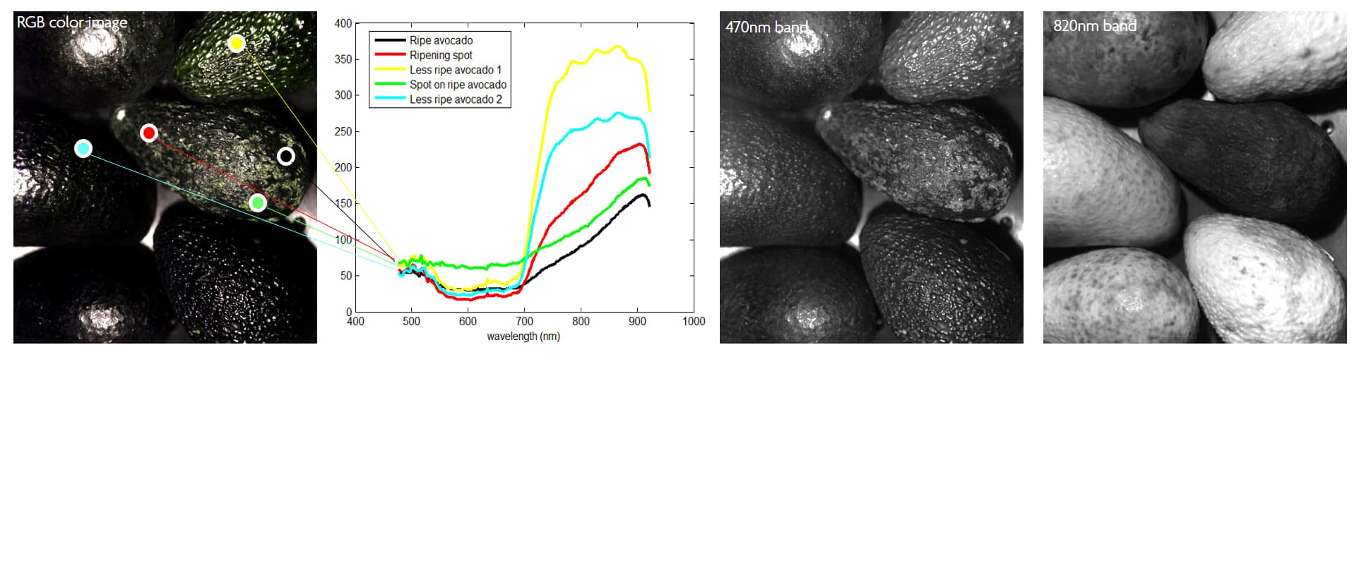 hyperspectral_imaging_food_analysis_avocados_1 Hyperspectral food analysis of avocados with RGB, wavelength bands and reflectance graphs