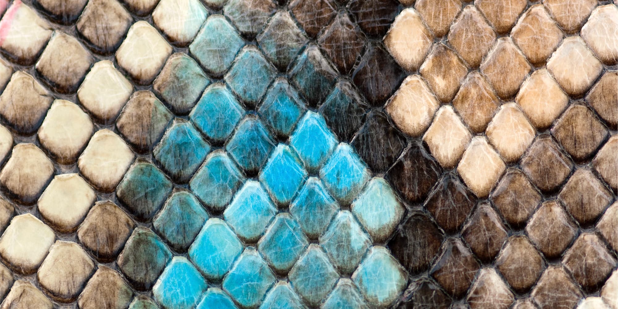 hyperspectral Close-up of patterned snake scales in blue, tan, and brown tones