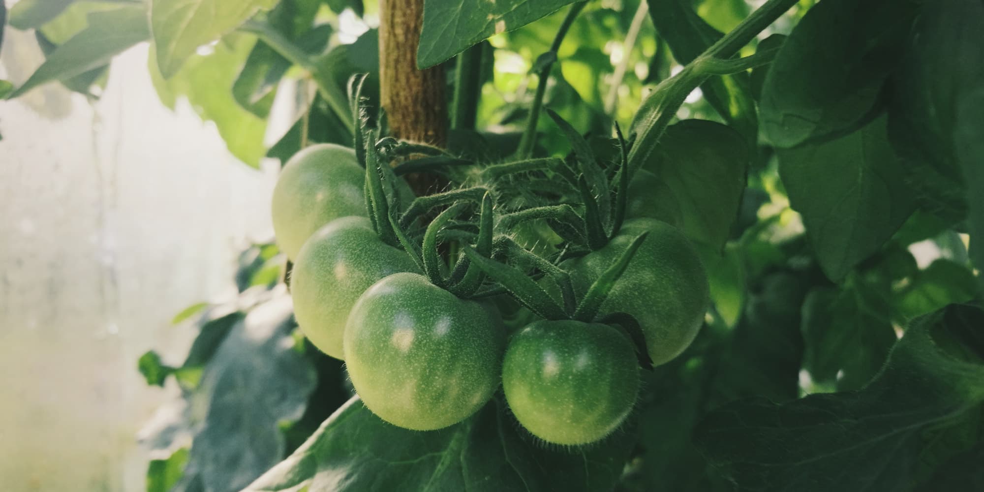 imec-magazine-2018-september-09-sensors_1 Cluster of green tomatoes growing on the vine in a greenhouse