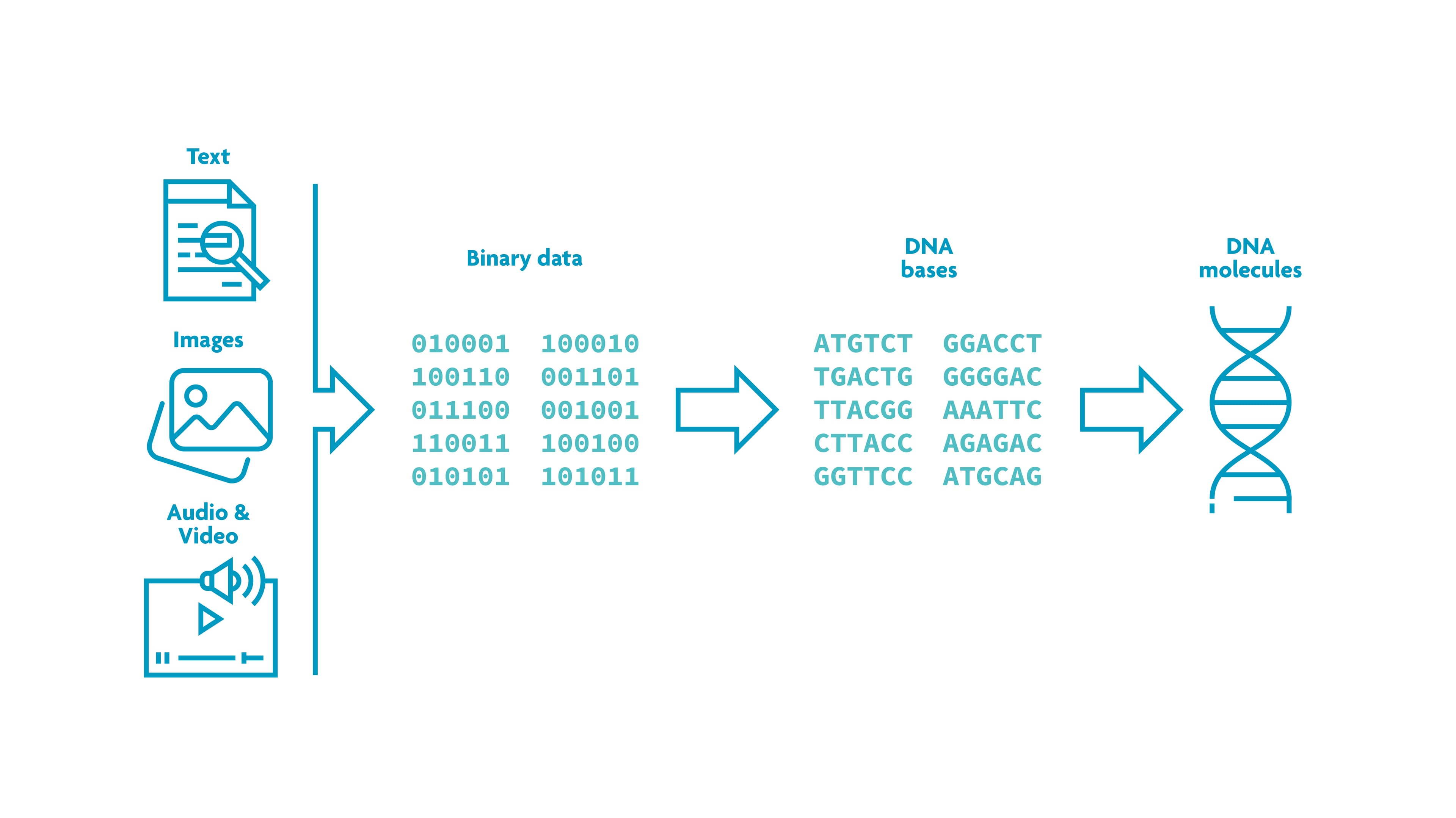 Diagram showing conversion of data to DNA bases and molecule Diagram showing text, images and audio/video converted from binary data into DNA bases and a DNA molecule.