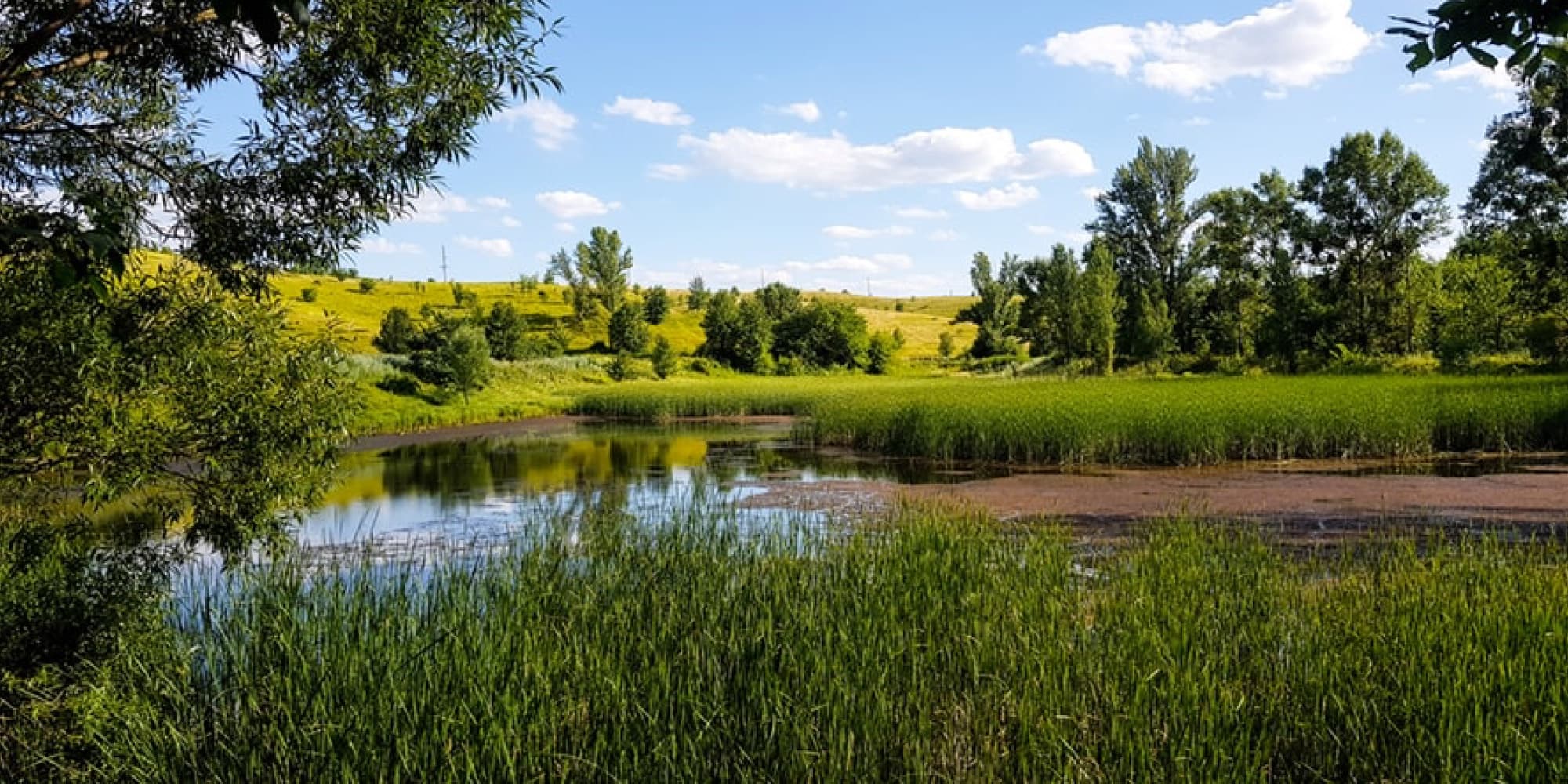 wetland pond with reeds and trees Wetland pond bordered by tall reeds and green trees under a blue sky