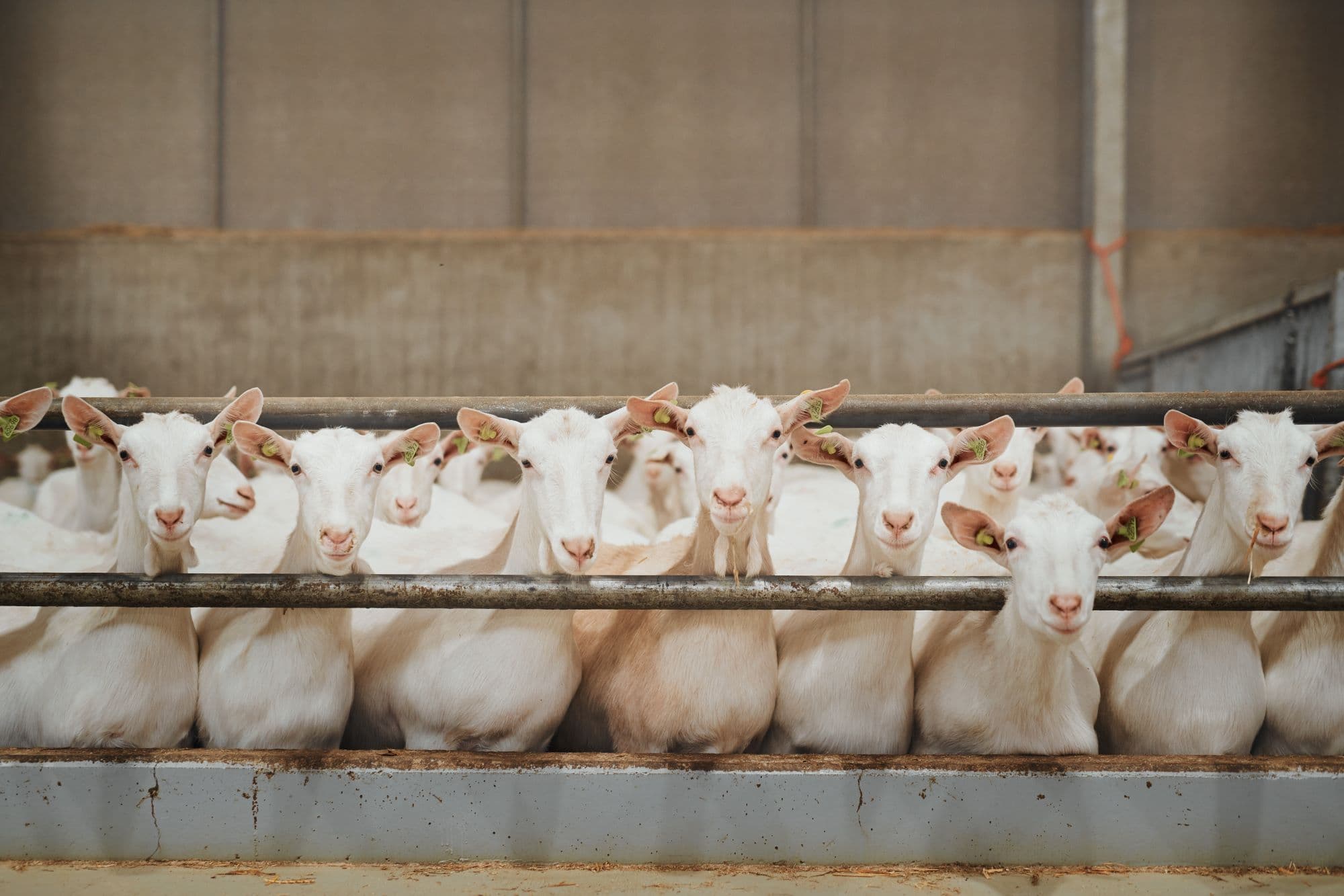 iStock-1172650483 Geiten dicht op elkaar achter een stalhek, kijkend naar de camera in een omheining op de boerderij