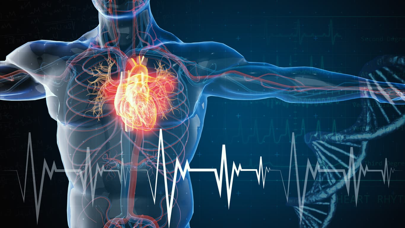 iStock-1210336572 Menselijk torso met gemarkeerd hart, met een ECG-lijn en hartritmegrafieken eroverheen