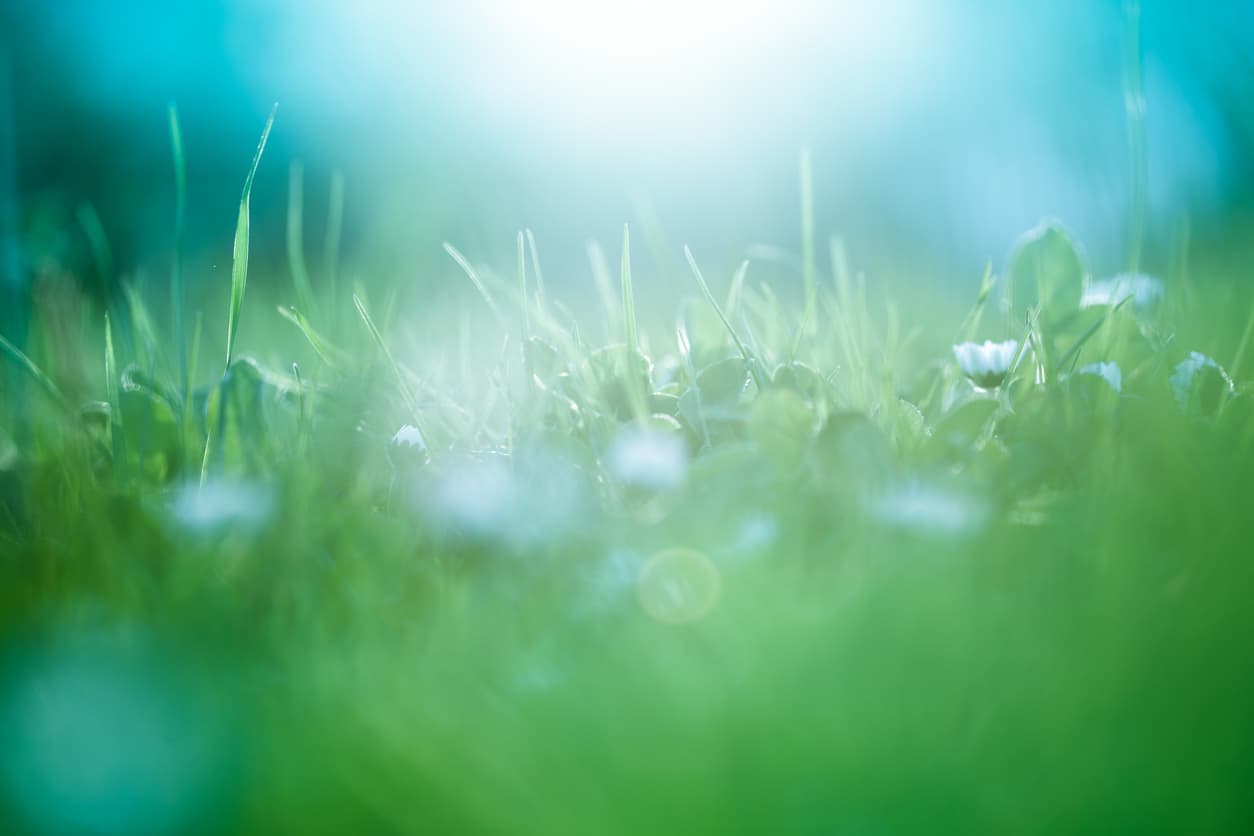 iStock-184103445_1 Soft-focus grass and small white flowers lit by bright sunlight