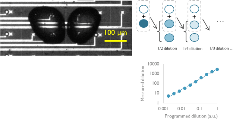 Merging%20droplets Two droplets merging on a microfluidic chip, with a dilution diagram and chart beside it.