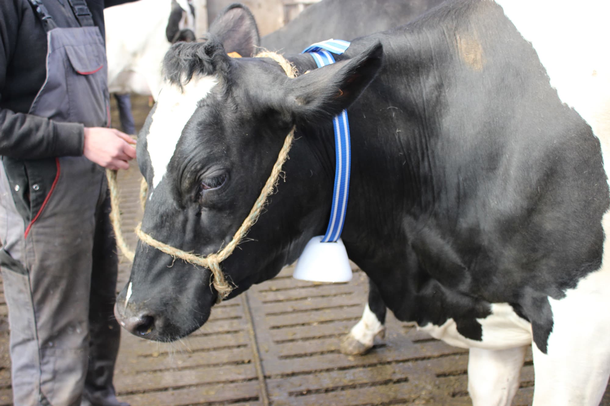 MoniCow%2520%25282%2529 Zwart-witte koe met een sensorhalsband, met een persoon ernaast in een stal.