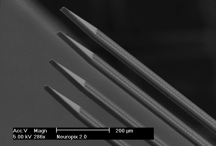 Neuropixels%202.0%20SEM_4shanks_2 SEM image of four Neuropixels 2.0 neural probe shanks with a 200 µm scale bar.