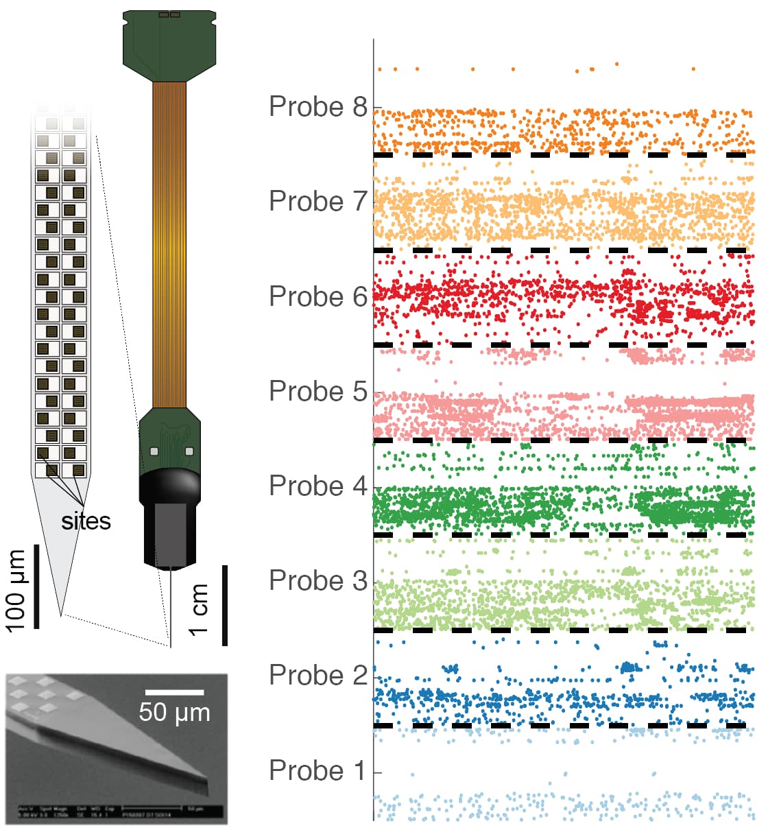 neuropixWith8_0 Diagram of a Neuropixels probe with 960 recording sites and simultaneous neuron signal traces from eight probes.