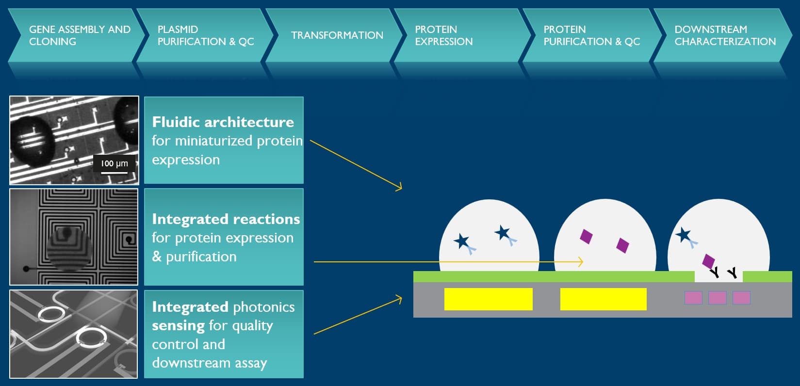 PDP%20for%20full%20workflow Diagram of a chip-based protein engineering workflow, from gene assembly to downstream characterization, with fluidics, reactions and sensing modules.