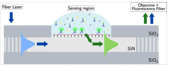 Photonics%20immuno-assay Diagram of a photonics-based immunoassay with a sensing region, fiber laser input, and fluorescence readout.
