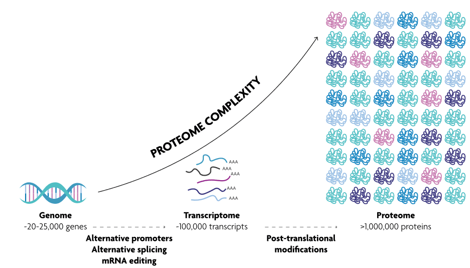 Diagram comparing genome transcriptome and proteome complexity Diagram comparing genome, transcriptome, and proteome complexity with a grid of protein icons