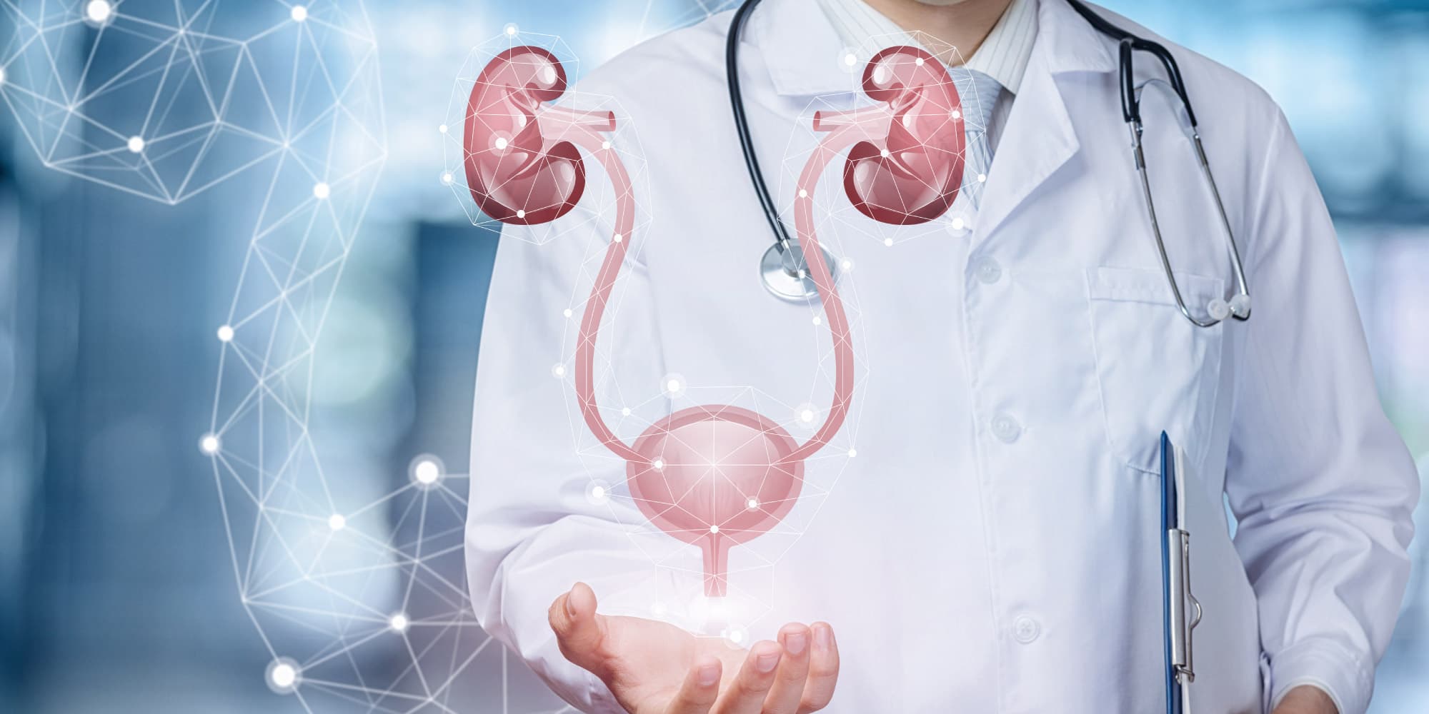 renal Doctor in a white coat holding a glowing digital kidney and urinary tract graphic