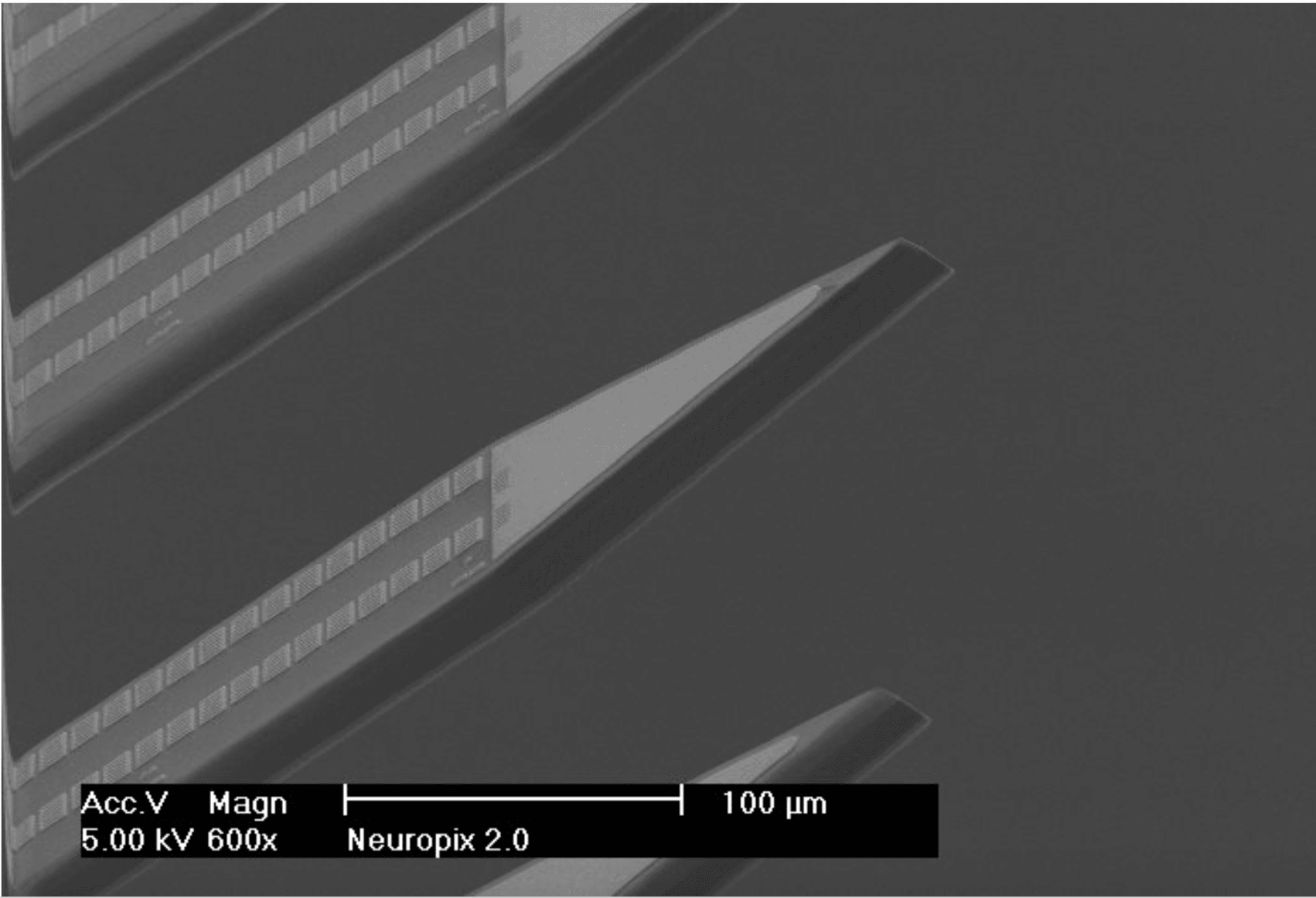 SEM close-up of Neuropixels 2.0 probe tip SEM close-up of the Neuropixels 2.0 probe tip showing rows of tiny electrode sites on a narrow shank.