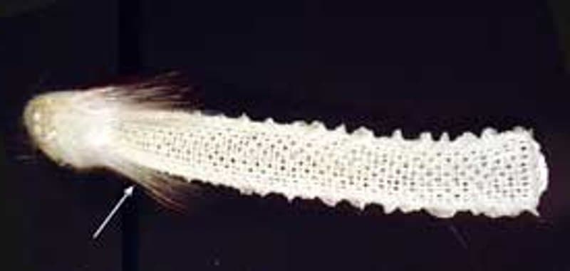 Sea_Sponge_rotated Sea sponge with a cable-like body, illustrating a fiber-optic network concept