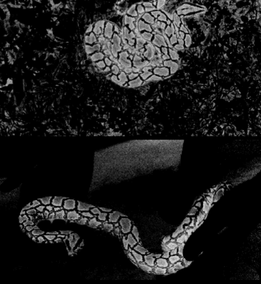 snake_0 Hyperspectral image of a python coiled in a dark mixed background