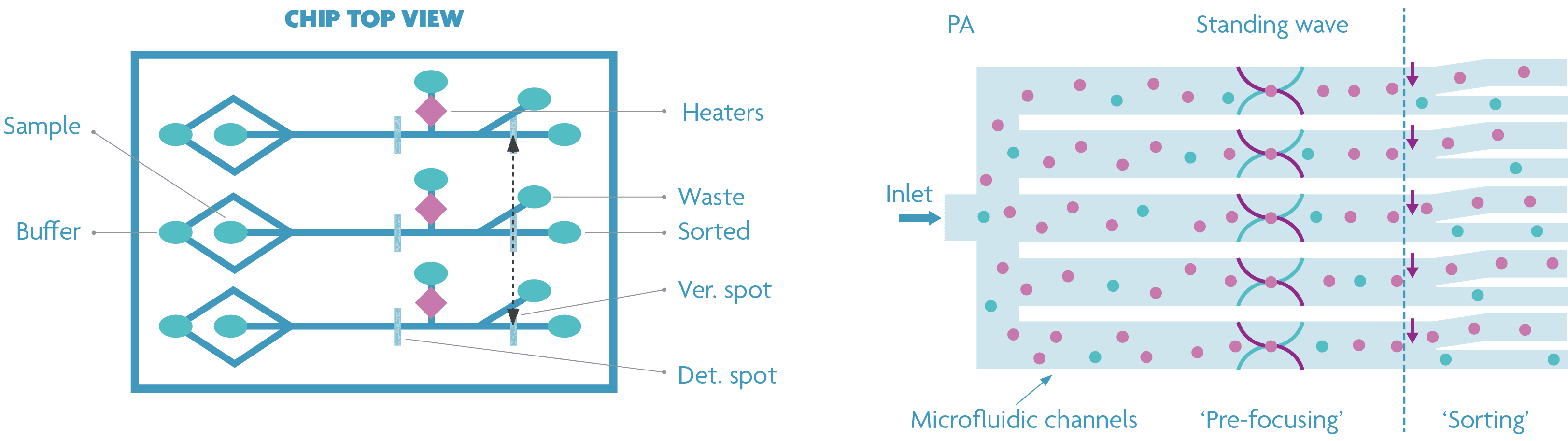 standard_en_optimized_design_imec_style_0 Diagram of a cell sorter chip showing standard and optimized microfluidic channel designs with cell focusing and sorting points.