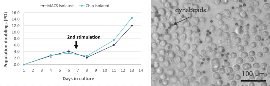 T_cell_viability_upon_sorting_0 Growth curve comparing chip-isolated and magnetic bead-isolated T cells, with micrograph of healthy cells attached to dynabeads.
