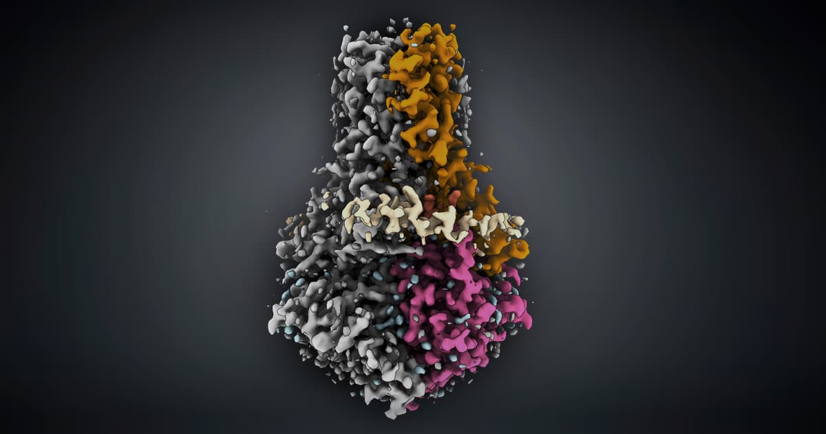 Transmission%20Electron%20Microscope 3D cryo-EM rendering of a protein complex with gray, orange, and magenta regions on a dark background