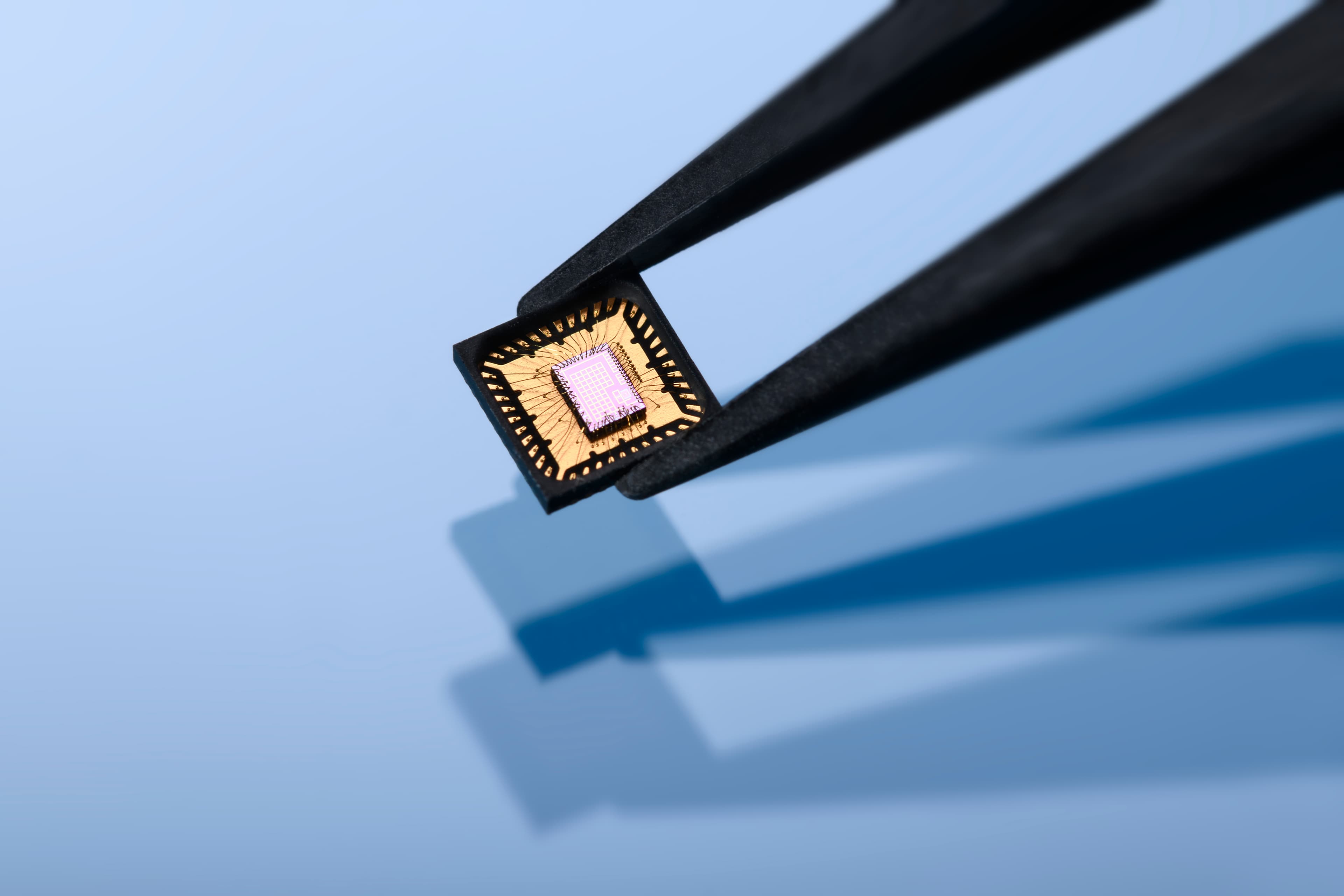 Tweezers holding tiny microchip Tweezers holding a tiny microchip against a blue background