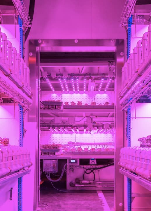 Vertical_farming_colruyt_0 Vertical indoor farming setup with stacked plant trays lit by pink LED grow lights in a warehouse-like room